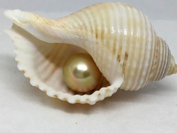 Golden South Sea Pearls